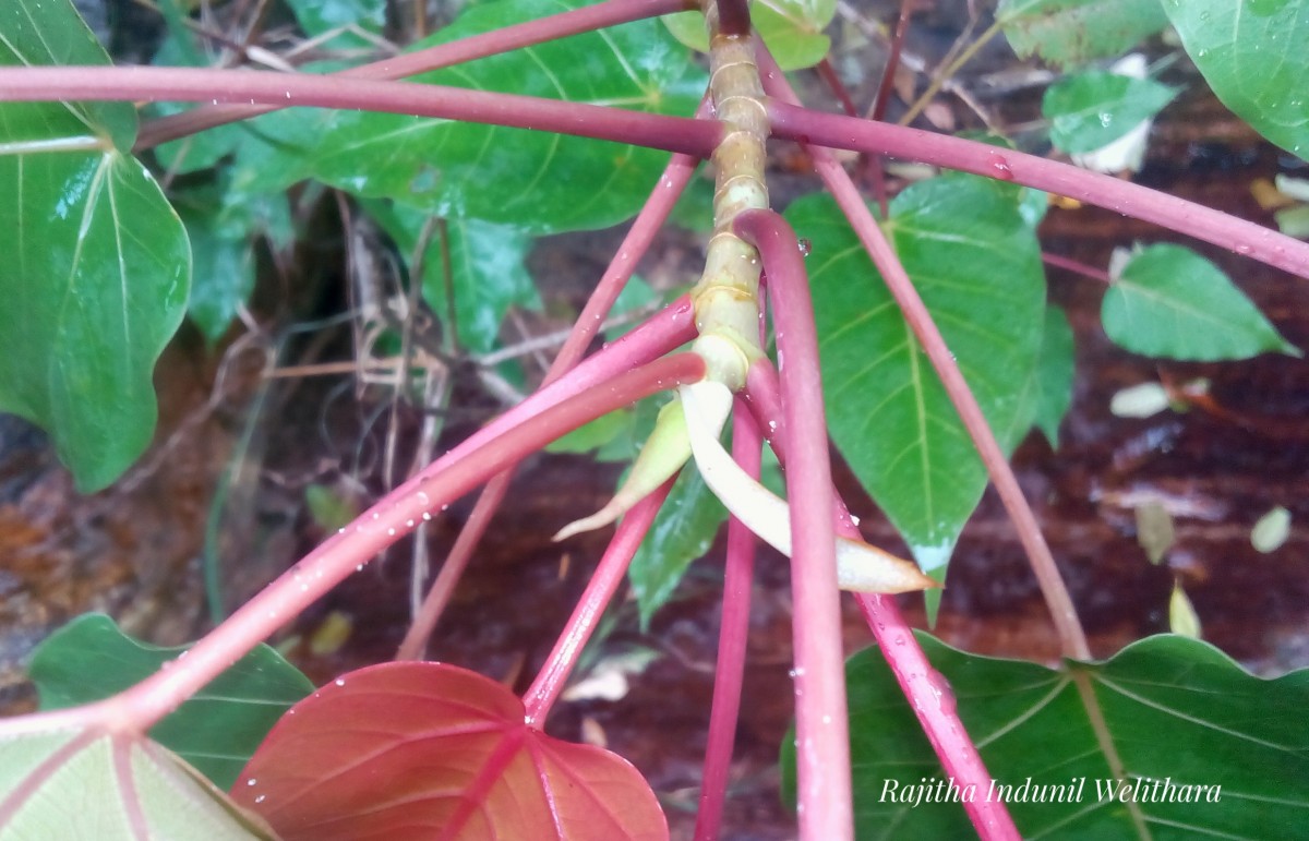 Ficus arnottiana (Miq.) Miq.